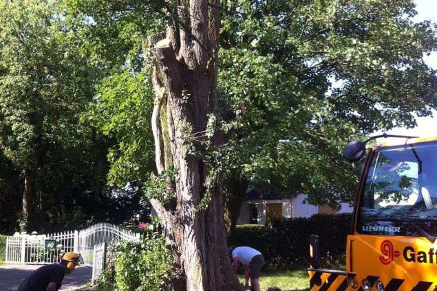 bomen rooien Amerongen